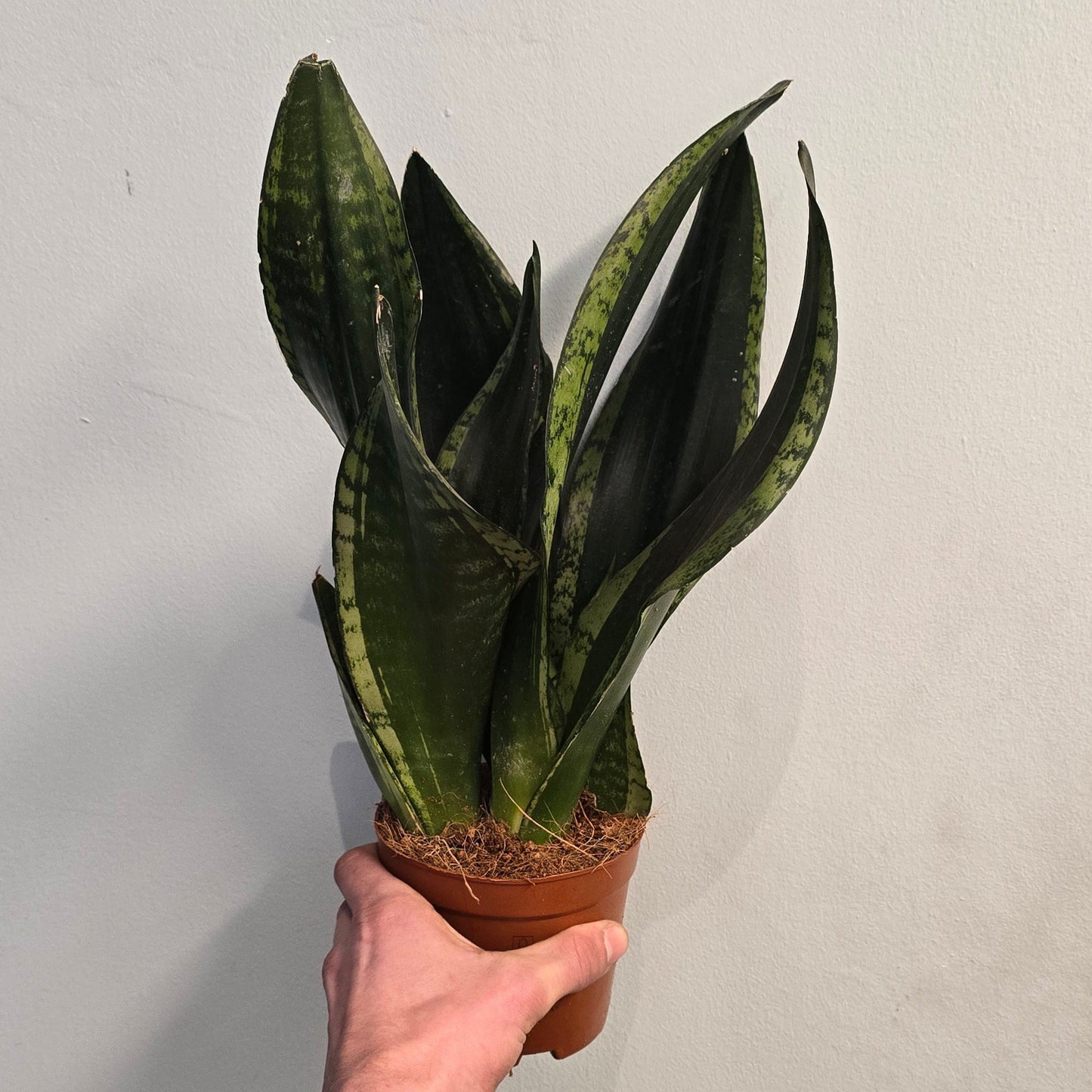 Snake Plant - Trifasciata