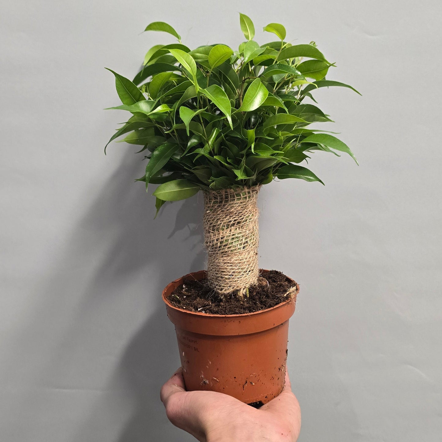 Ficus Benjamina - Natasja
