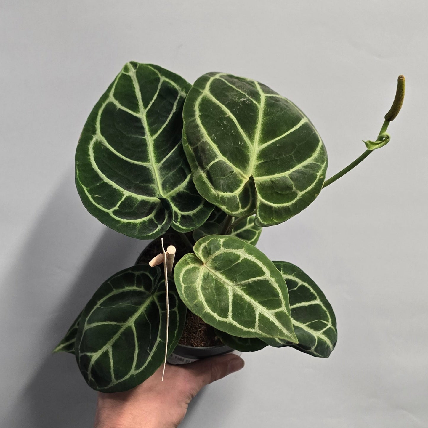 Anthurium Crystallinum - Karma Crystal Fluorite