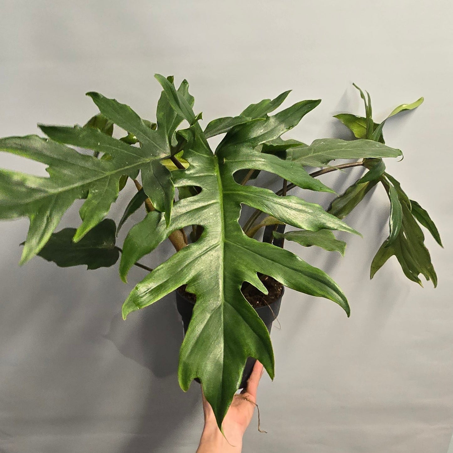Philodendron Mayoi