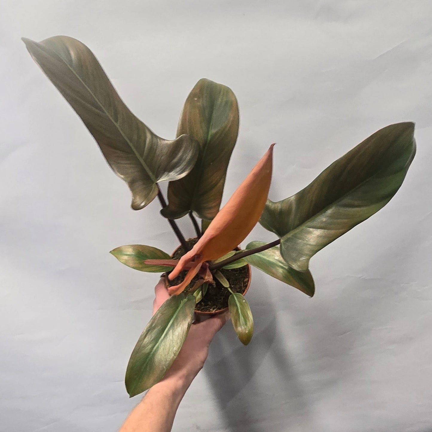Philodendron Florida Bronze (Offer)