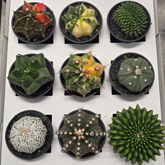 Mixed - Gymnocalycum Mihanovichii Cactus Variegated