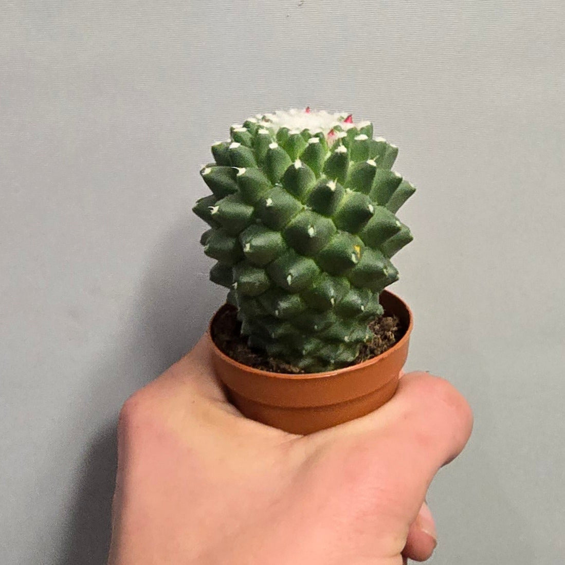 Mini Ball Cactus - Mixed