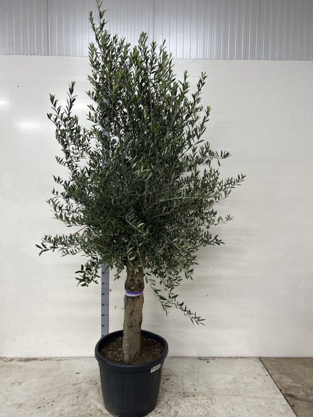 Olive Trees