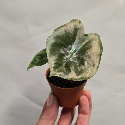 Mini - Alocasia Golden Bone