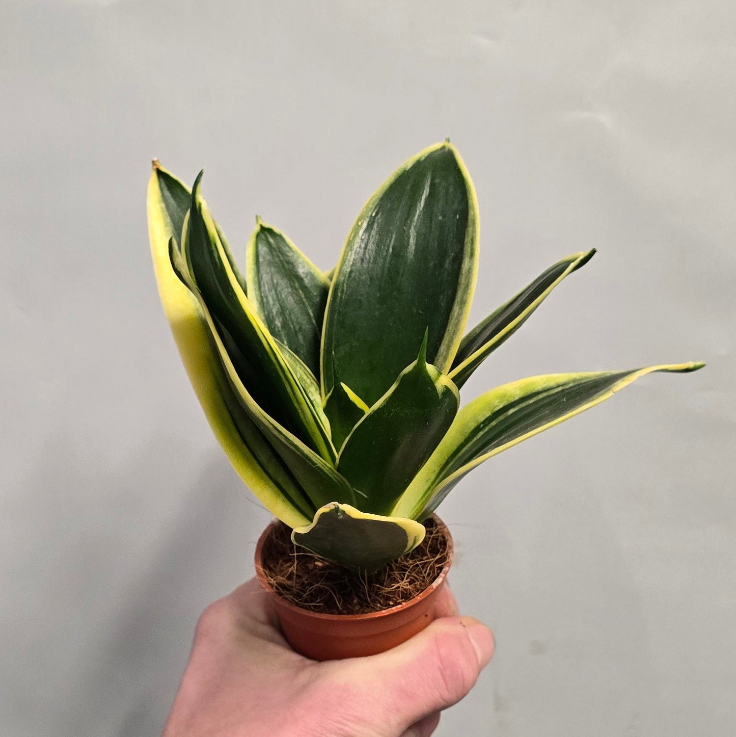 Mini - Sansevieria Hahnii Mix