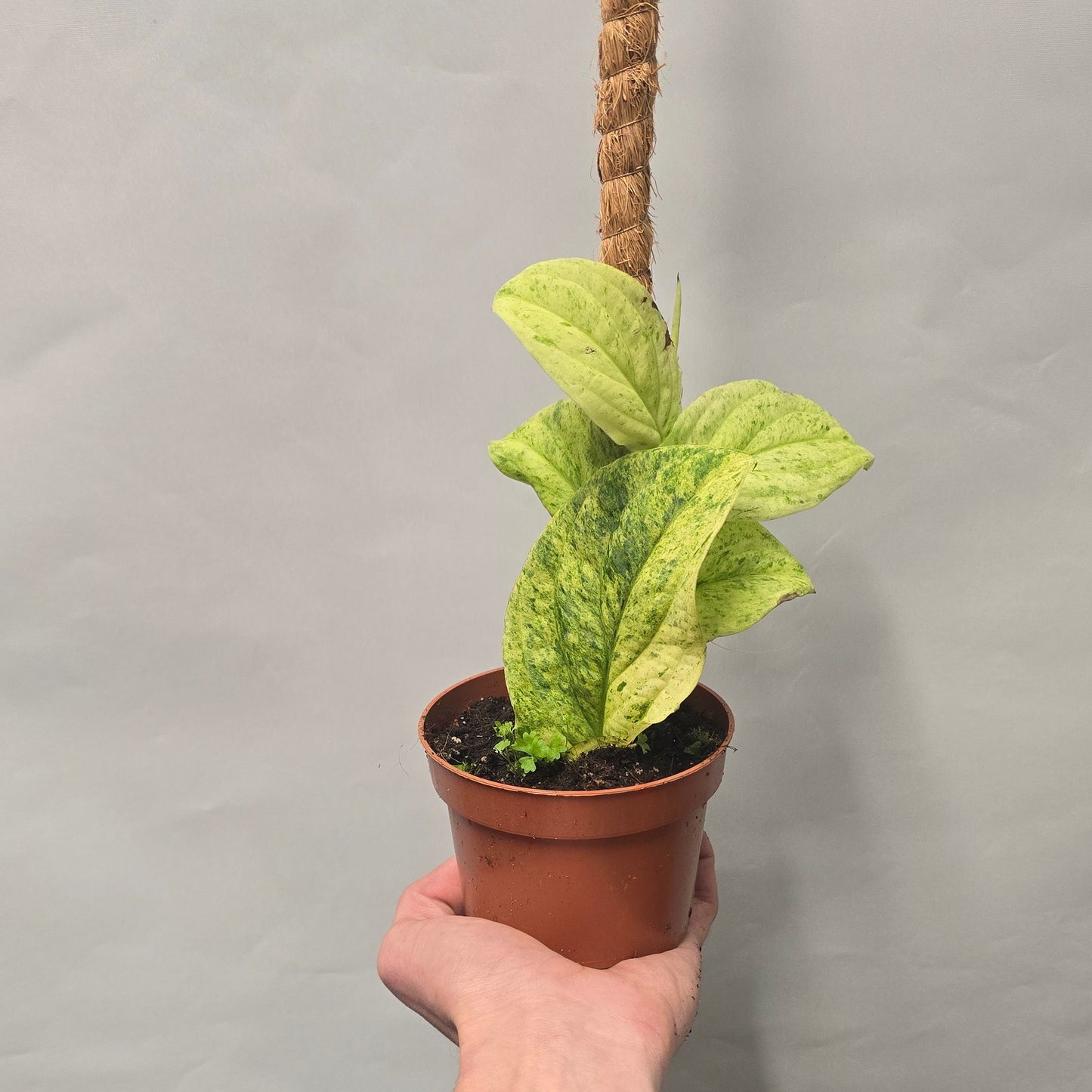 Rhaphidophora Korthalsii Marble Aura