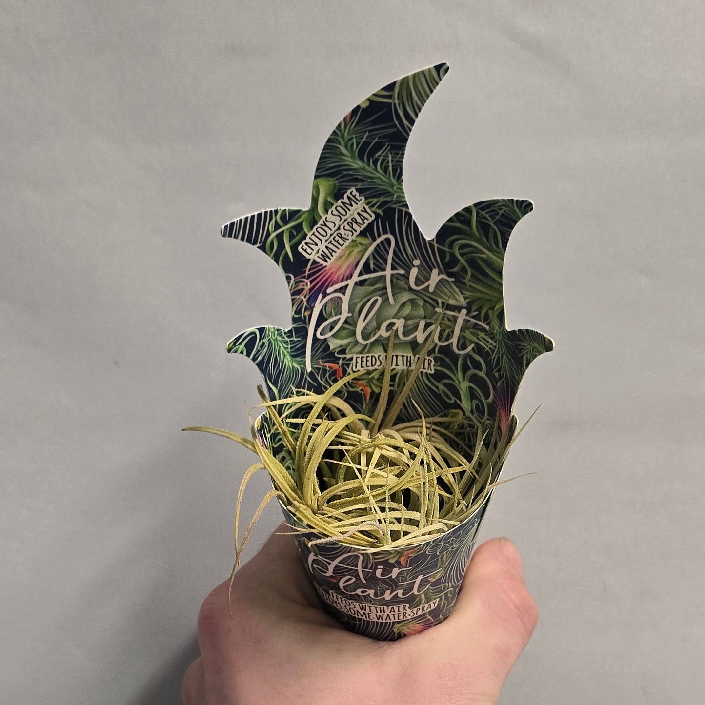 Air Plants - Tillandsia (Options)