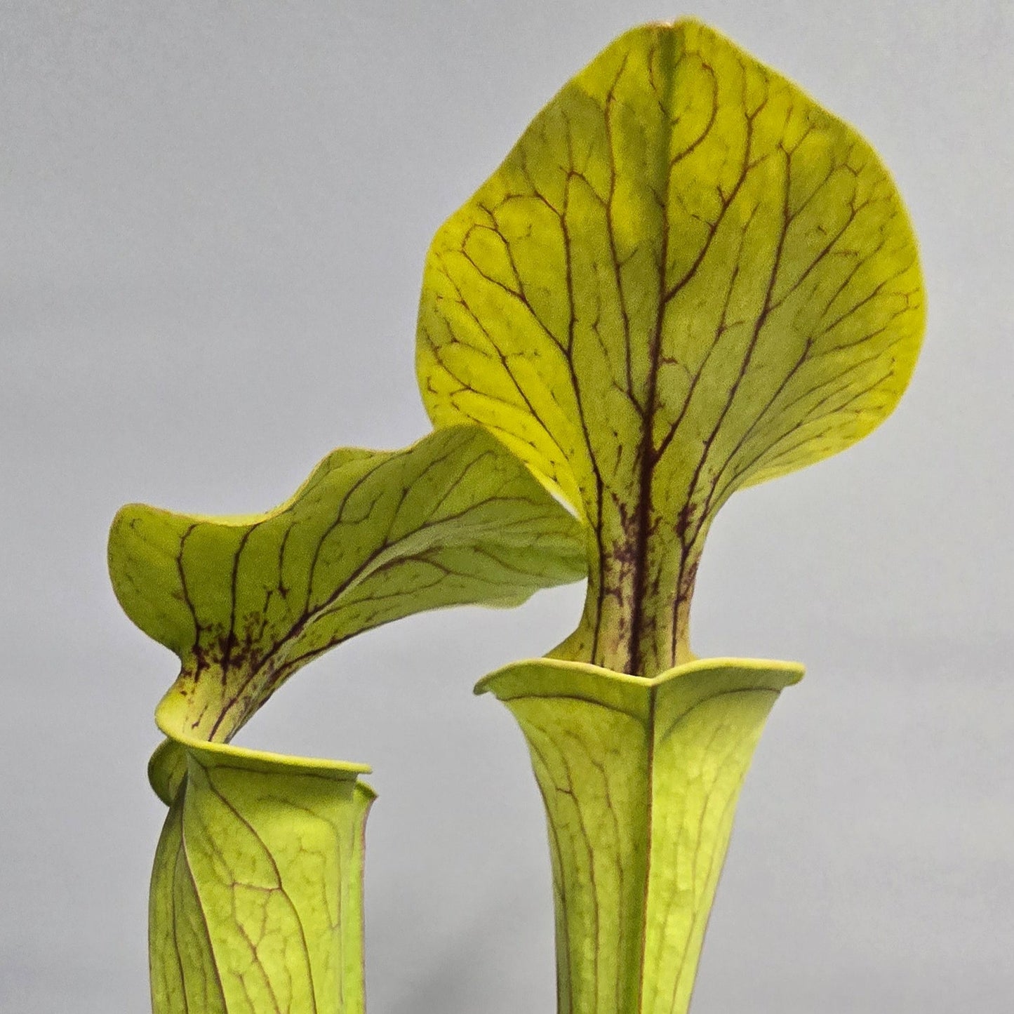 Pitcher Plants - Mixed Options - 60cm