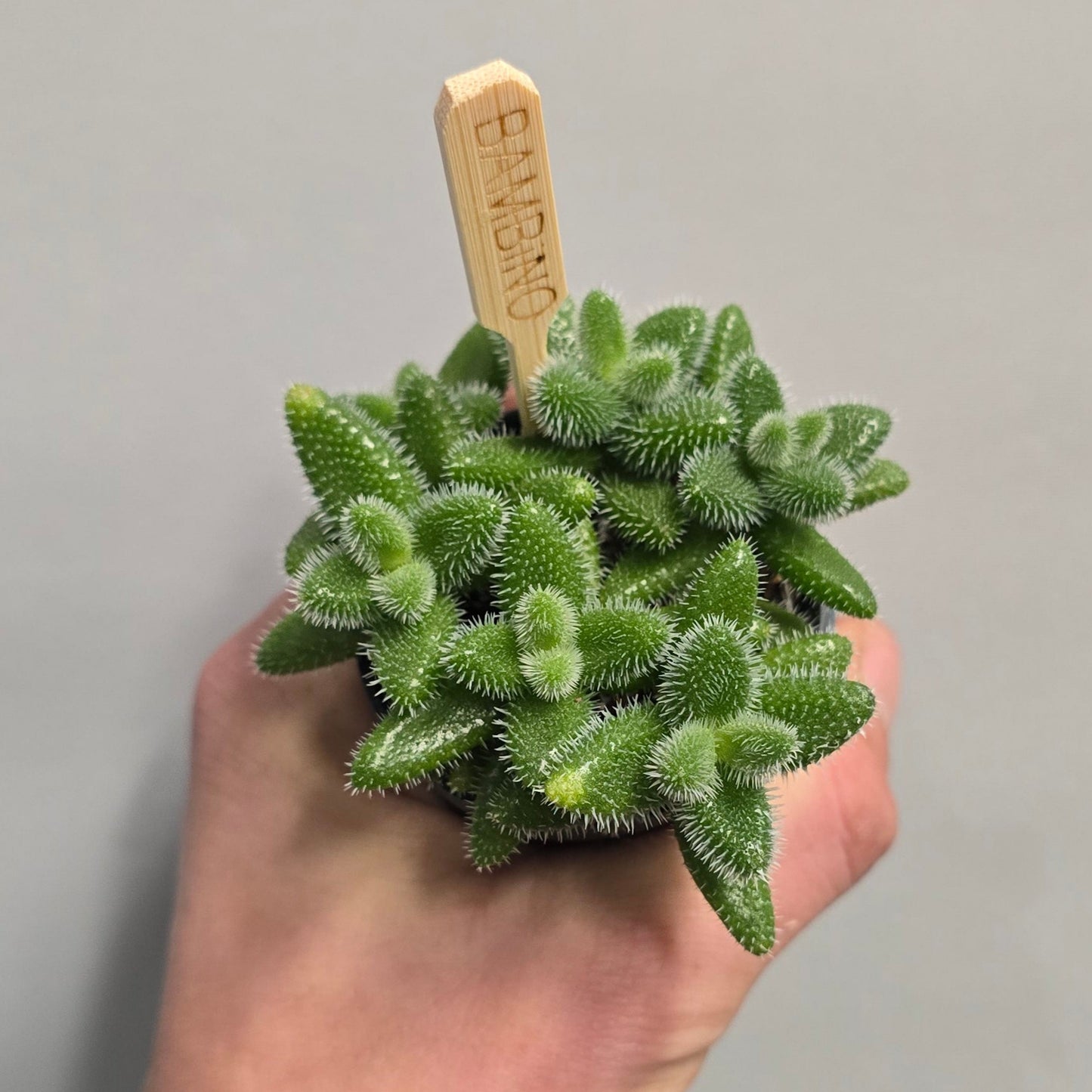 Mini - Pickle Plant - Delosperma Echinatum