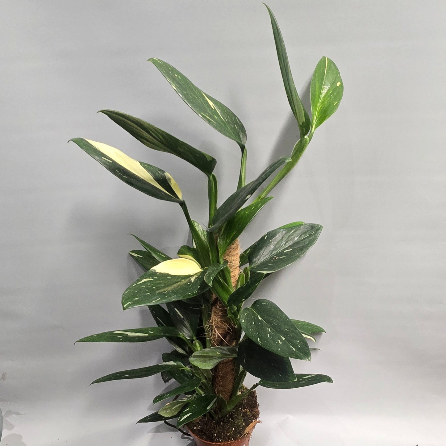 Monstera - Standleyana Variegata