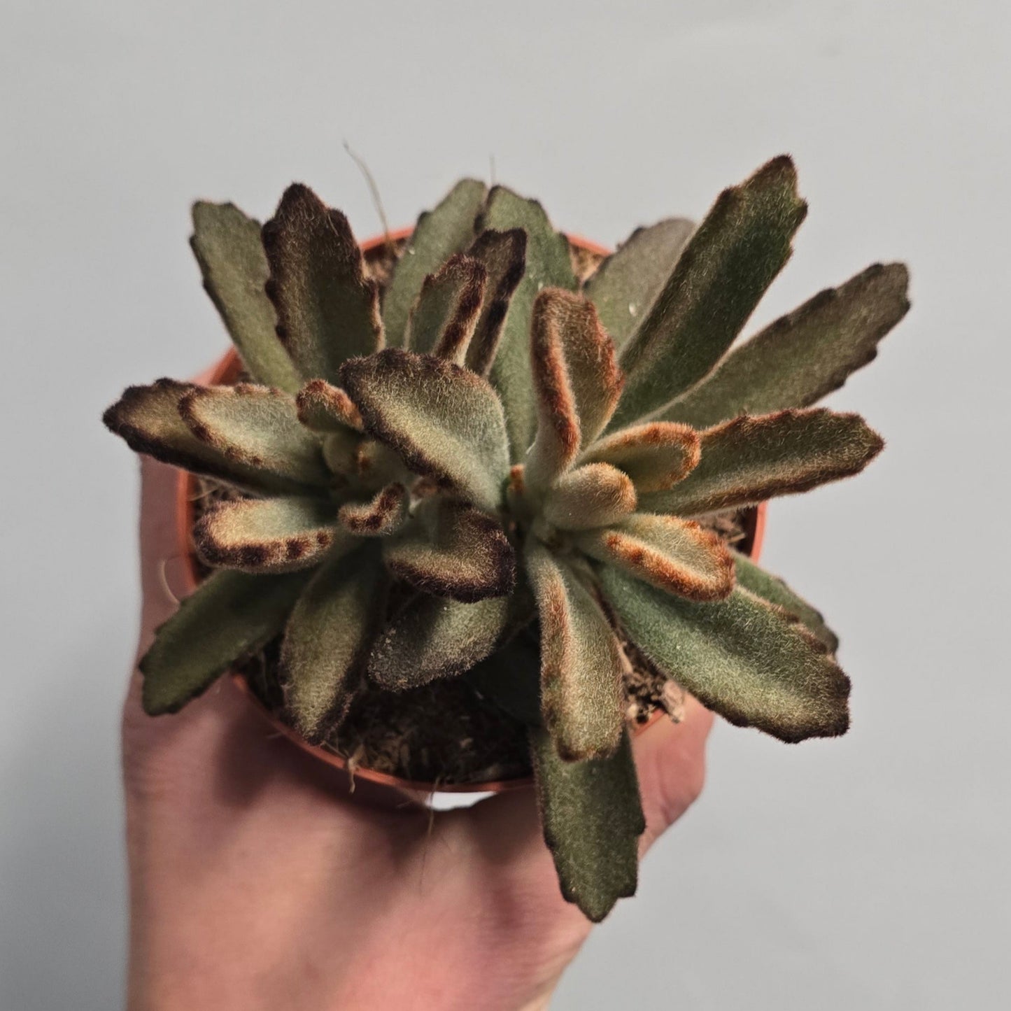 Small Sedum - Mixed