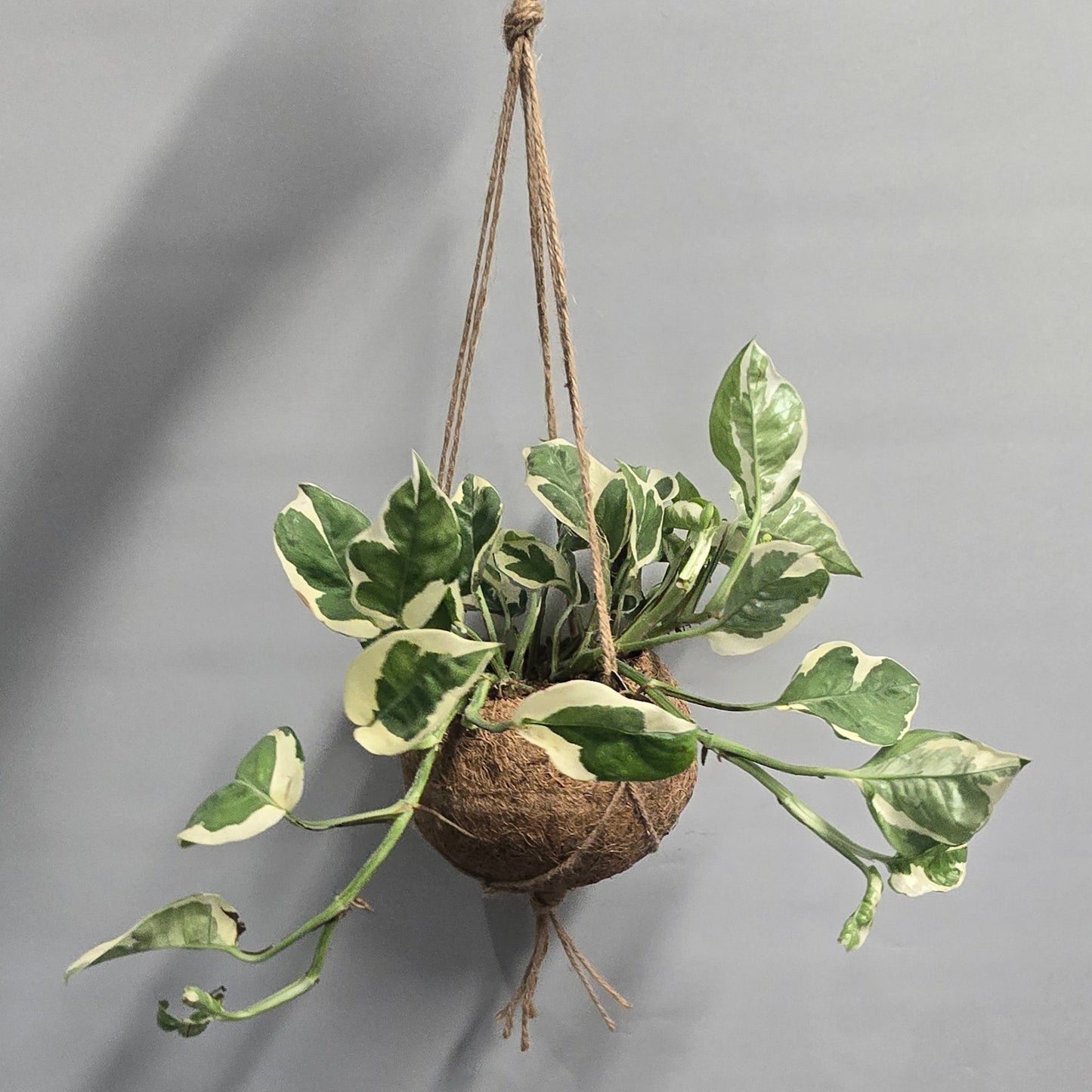 Kokedama Pothos - Mixed - Grade B