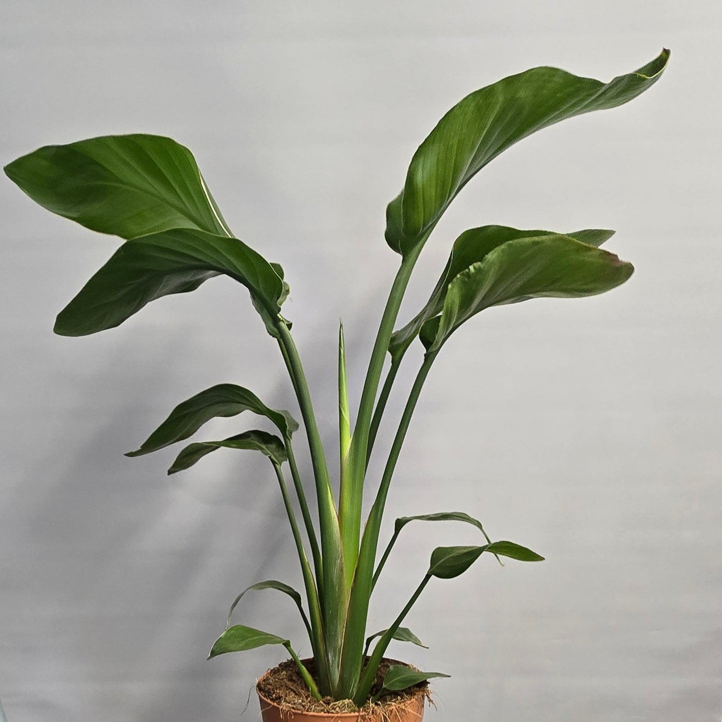 Strelitzia Nicolai - Bird of Paradise