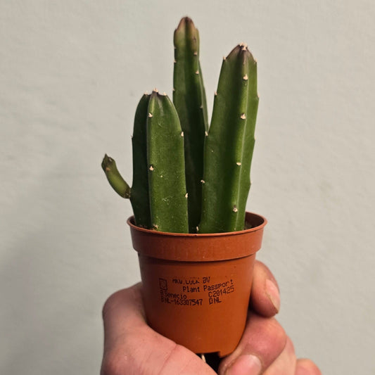 Mini - Stapelia Leendertziae - Black Bells