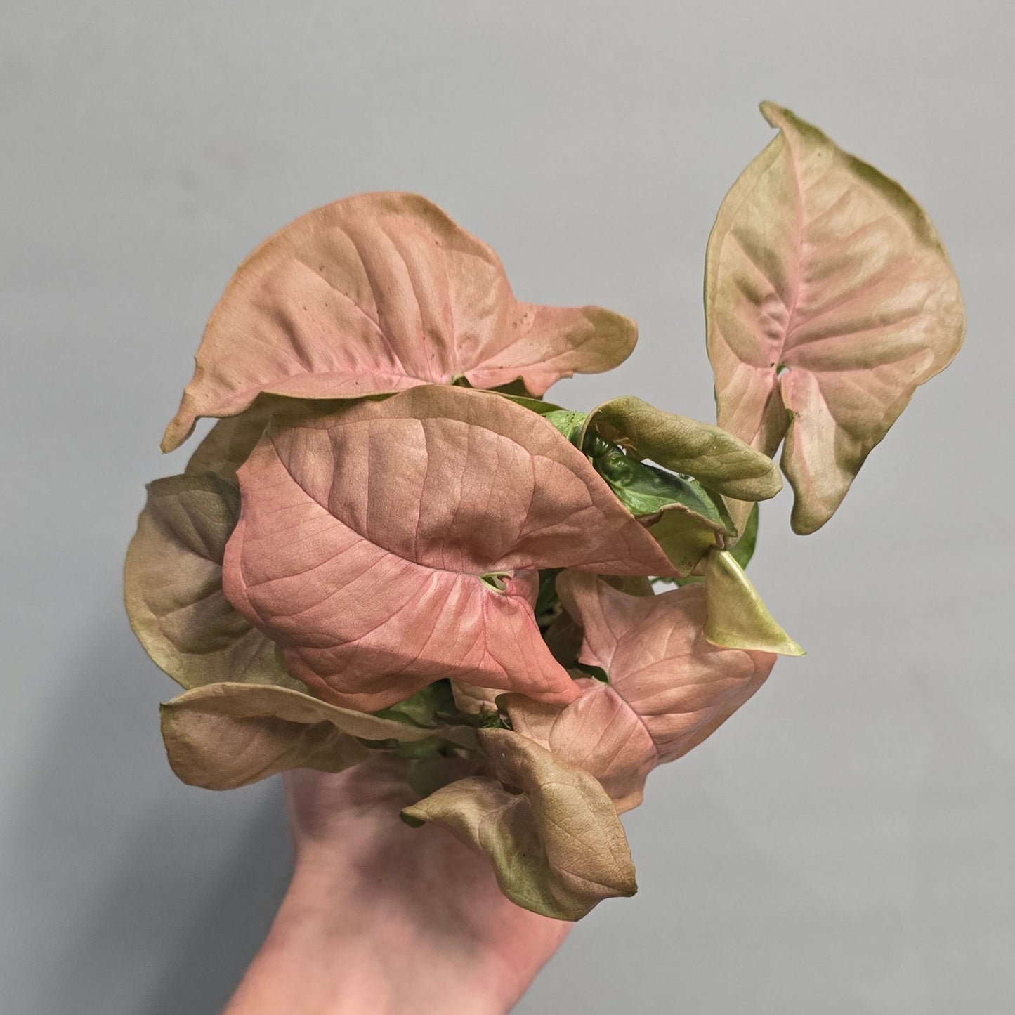 Mini - Pink Neon Syngonium Robusta