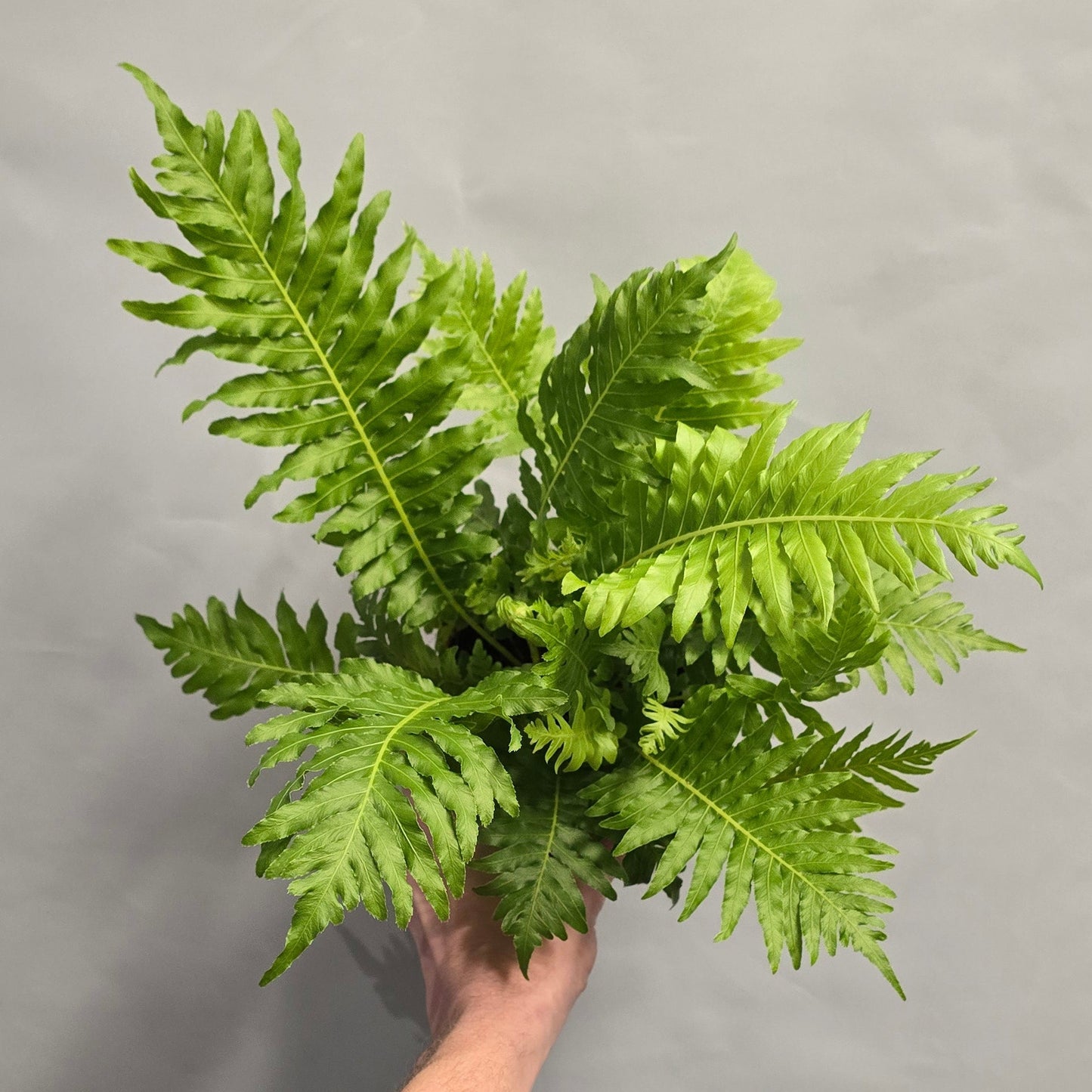 Dwarf Brazilian Tree Fern