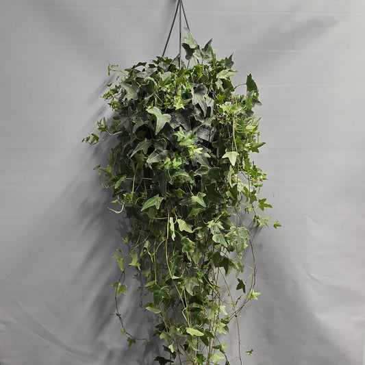 Hanging Xl Large - Mona Lisa Helix Ivy