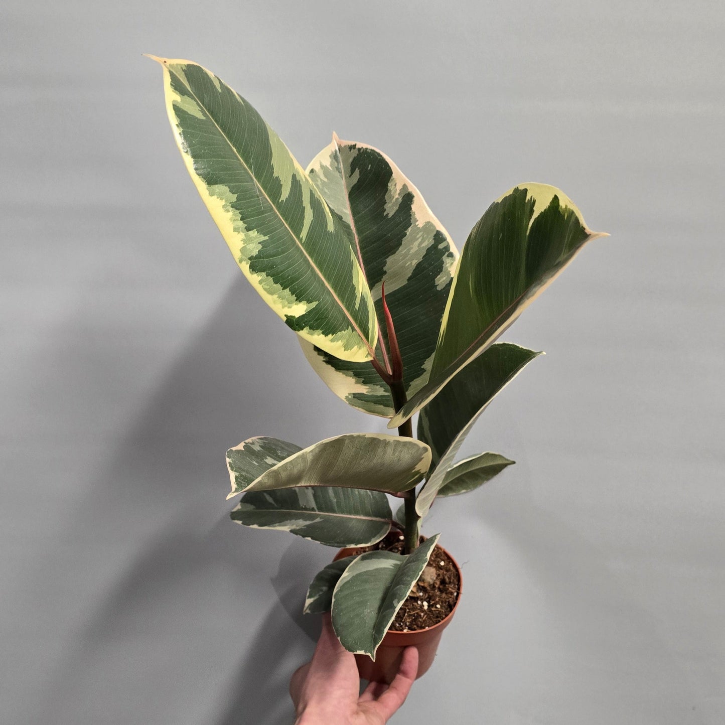Ficus Elastica Tineke - Variegated Rubber Plant