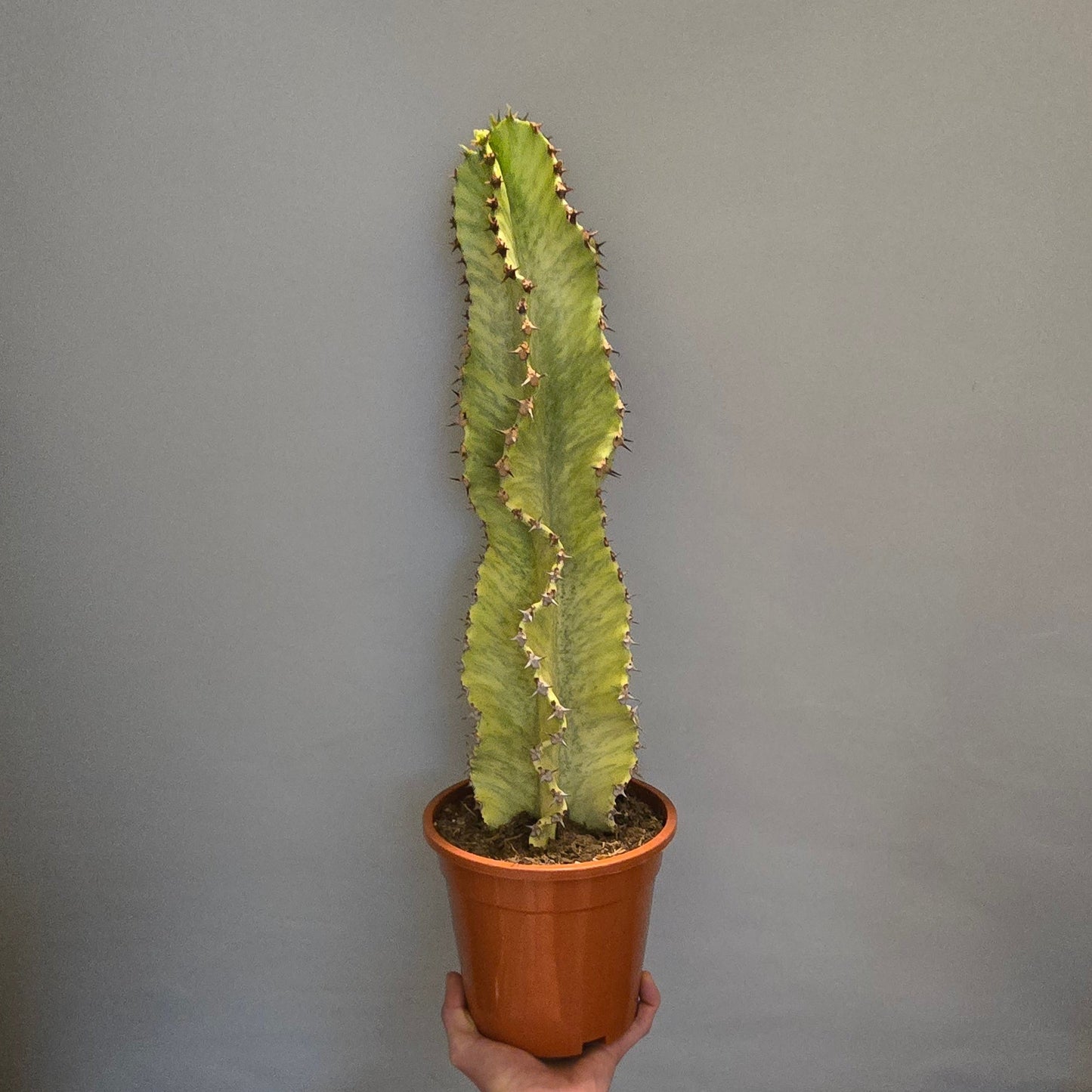 Euphorbia Ingens Marmorata Variegated