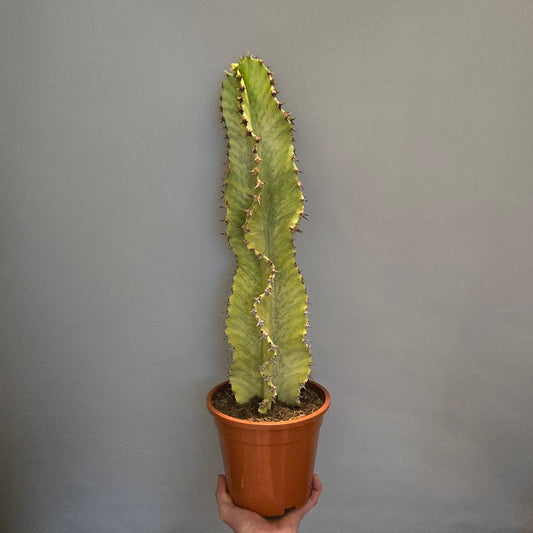 Euphorbia Ingens Marmorata Variegated