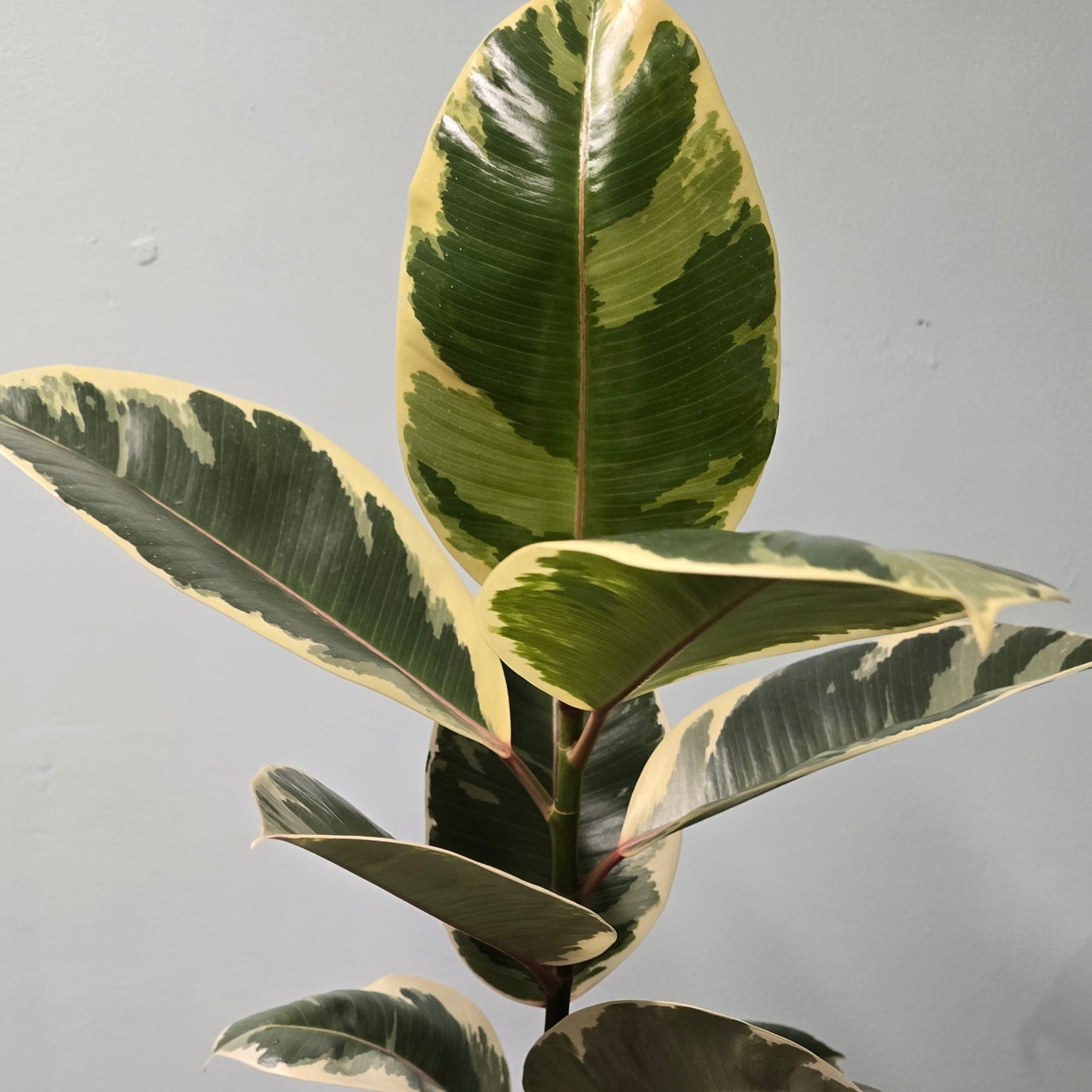 Ficus Robusta Rubber Plants 60-80cm