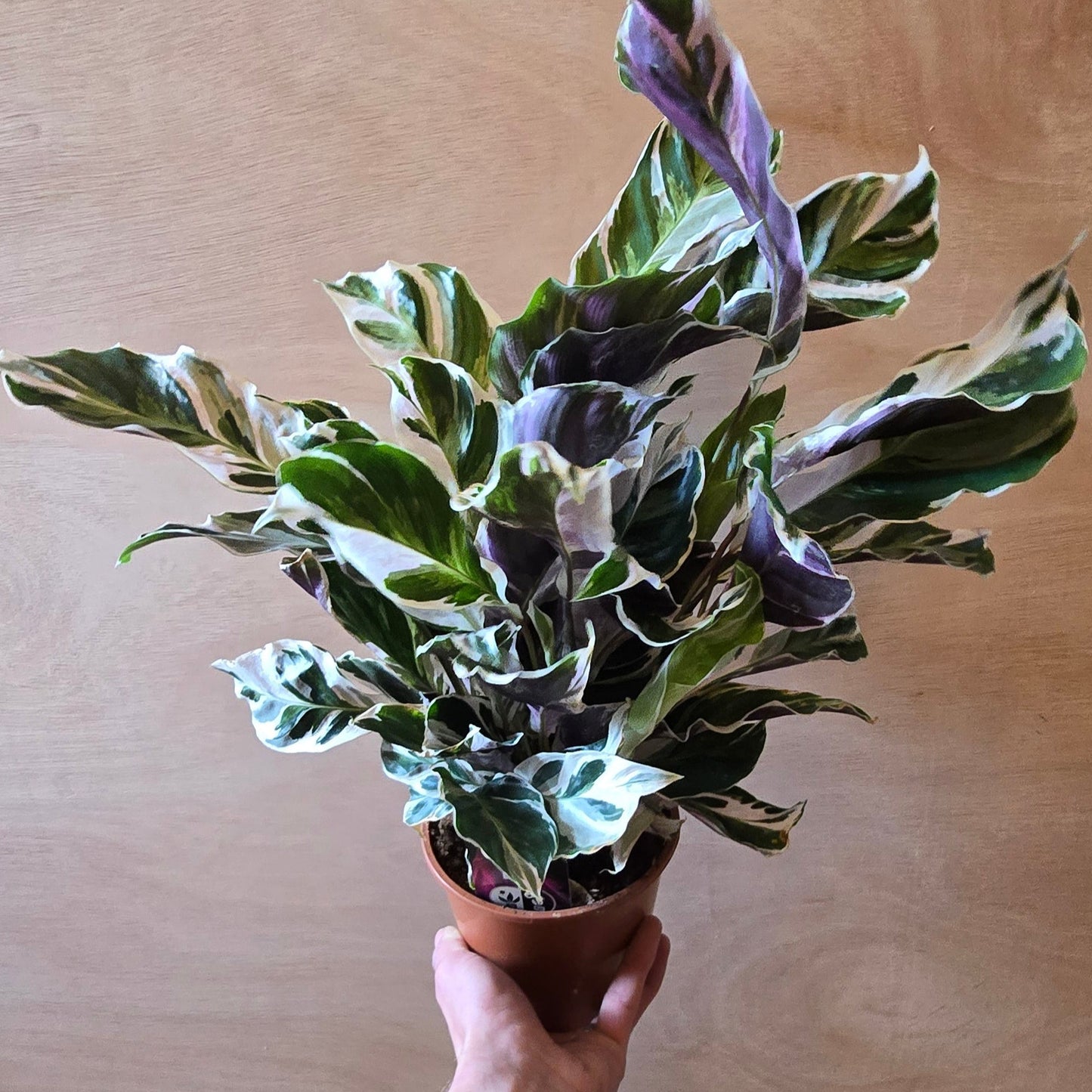 Calathea White Fusion