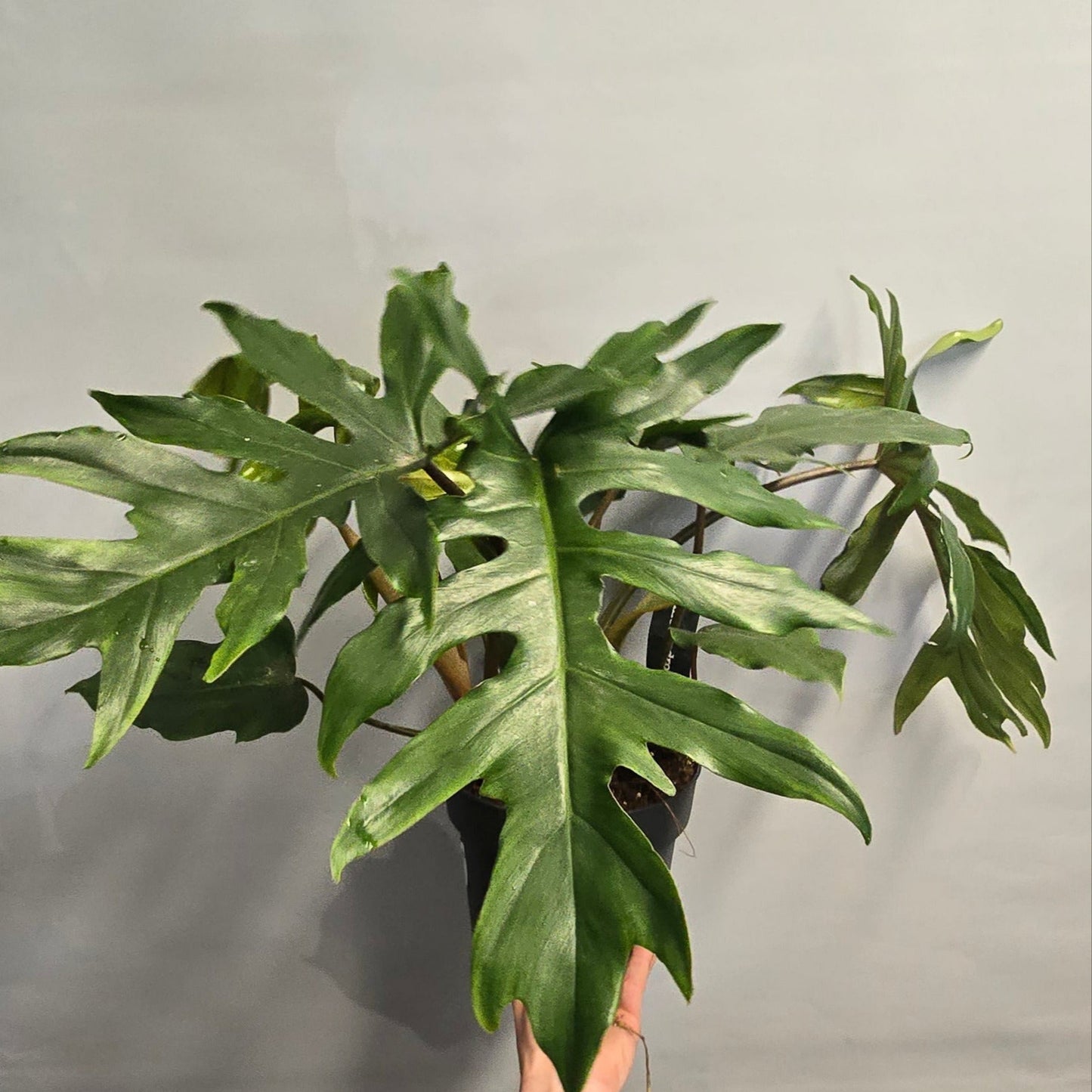 Philodendron Mayoi