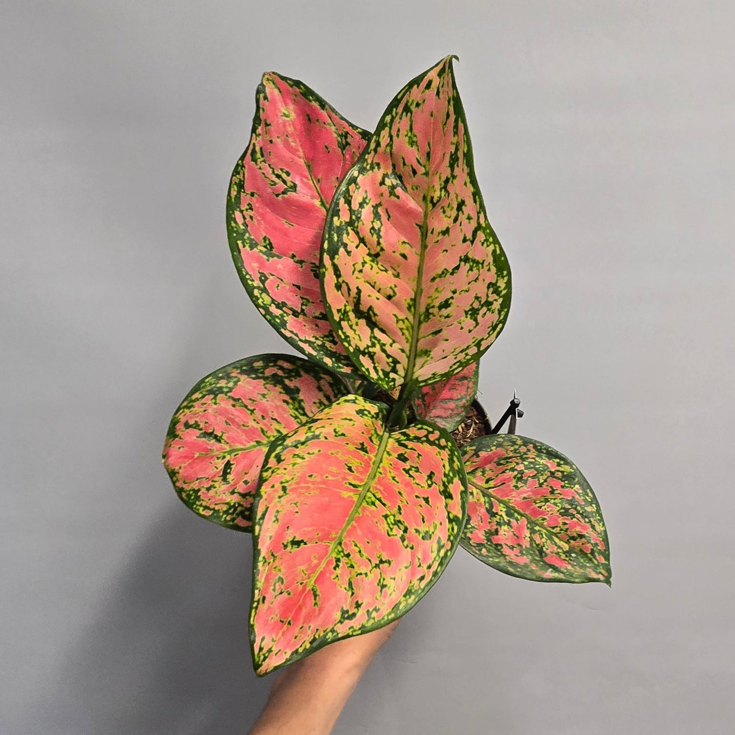 Aglaonema Crimson Love