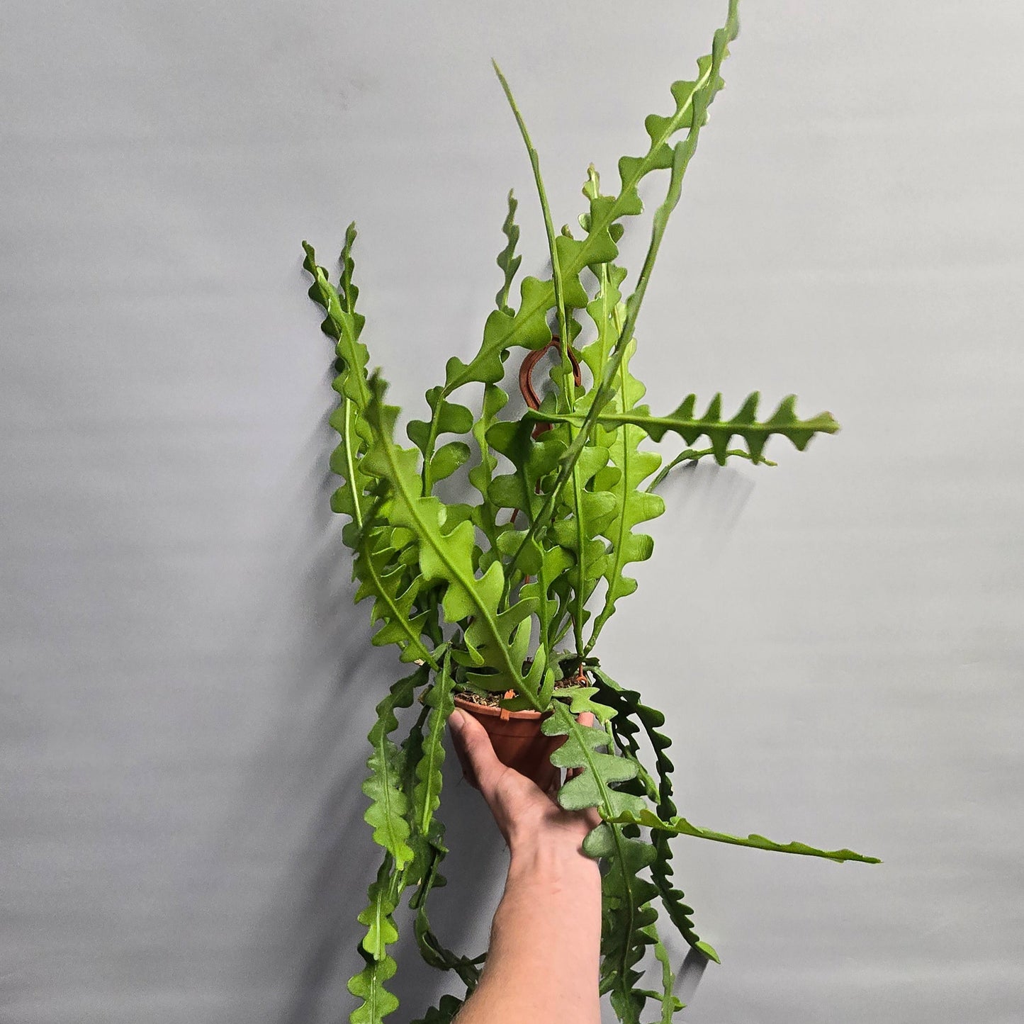 Hanging - FishBone Cactus