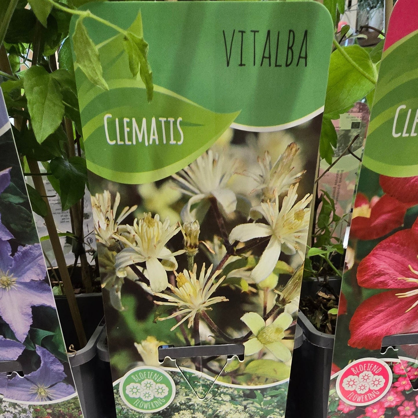 Clematis - Mixed Varieties