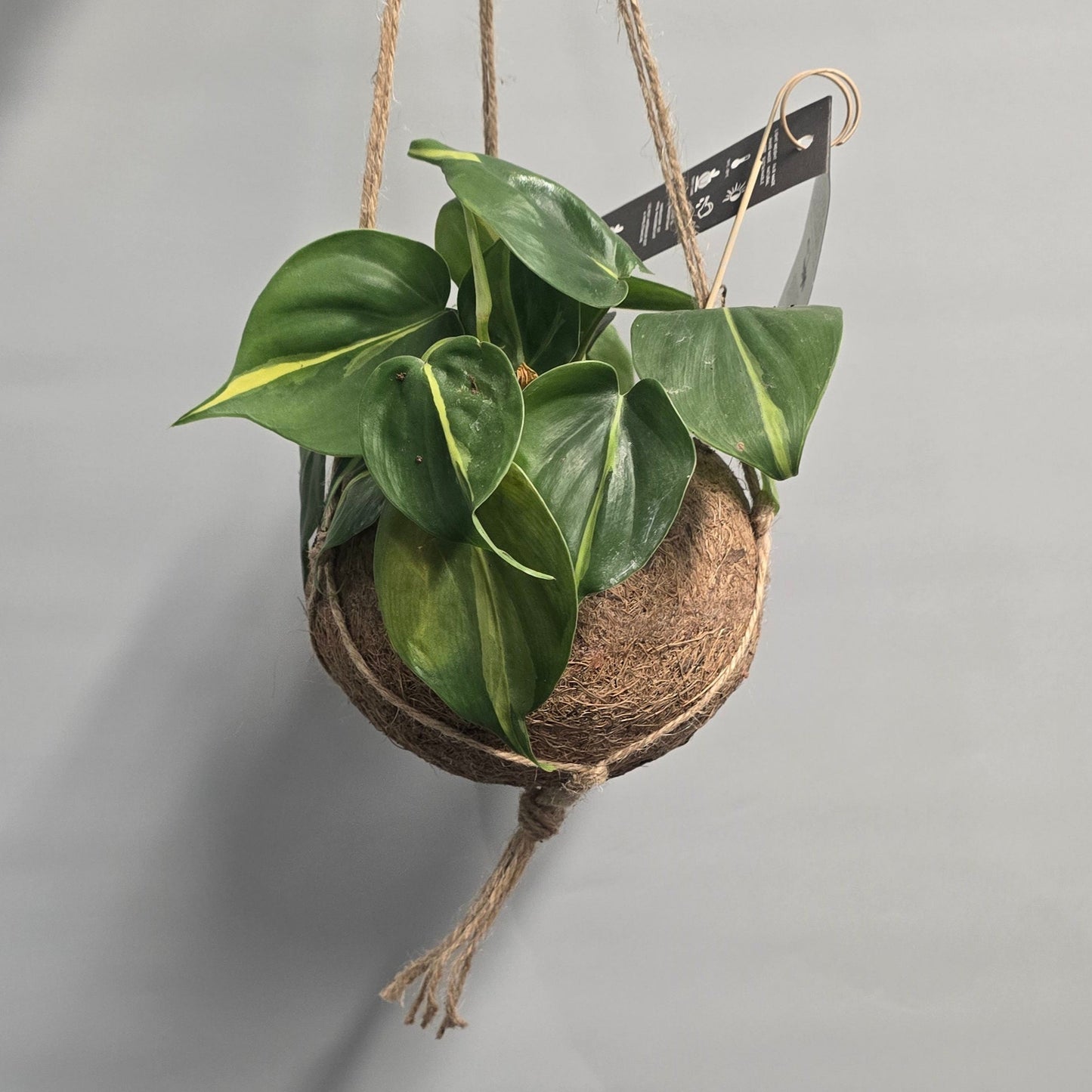 Kokedama Pothos - Mixed - Grade B
