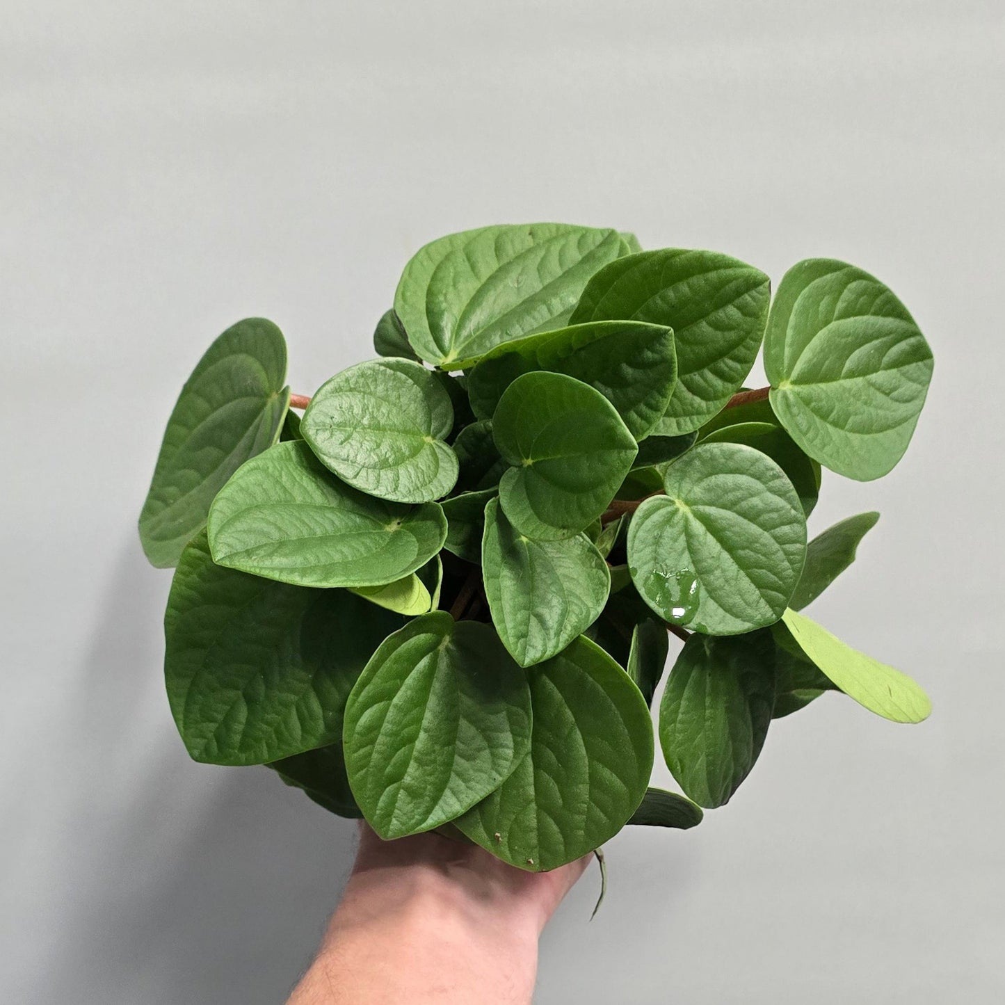 Peperomia Albovittata Rana Verde