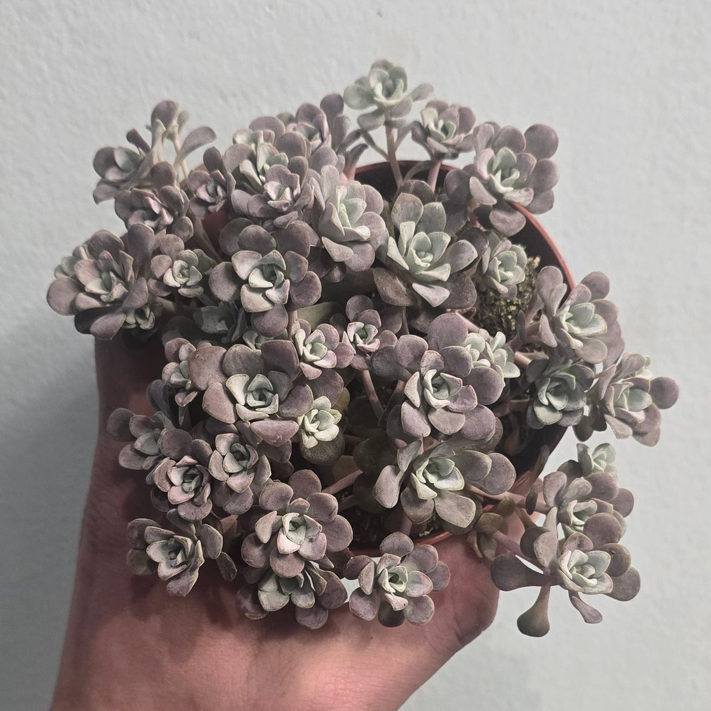 Small Sedum - Mixed