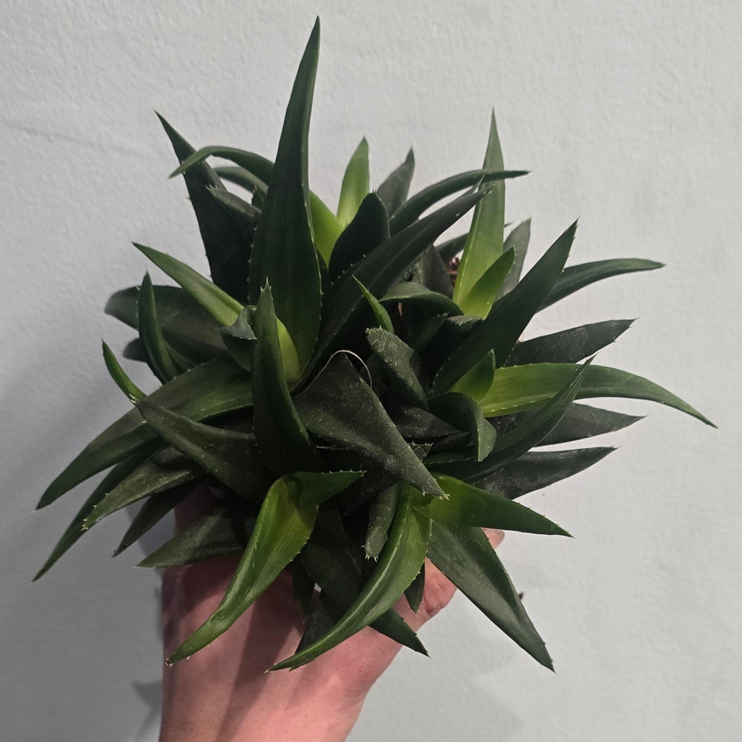Haworthia - Pentagonia