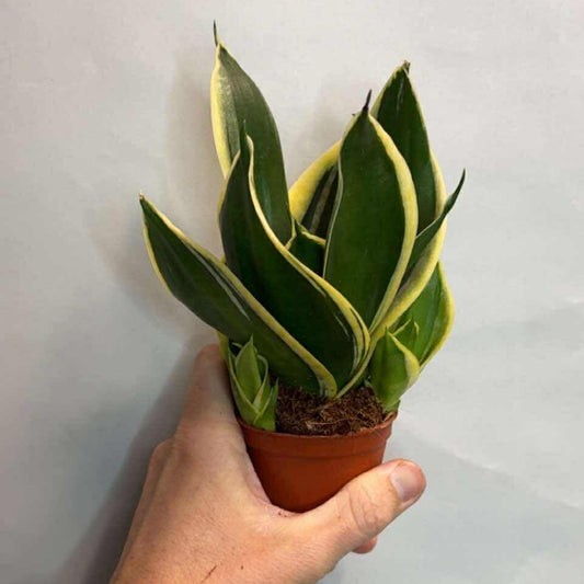 Small Snake Plants - Mixed