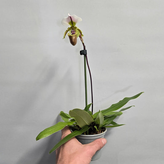Paphiopedilum Milano - Slipper Orchid
