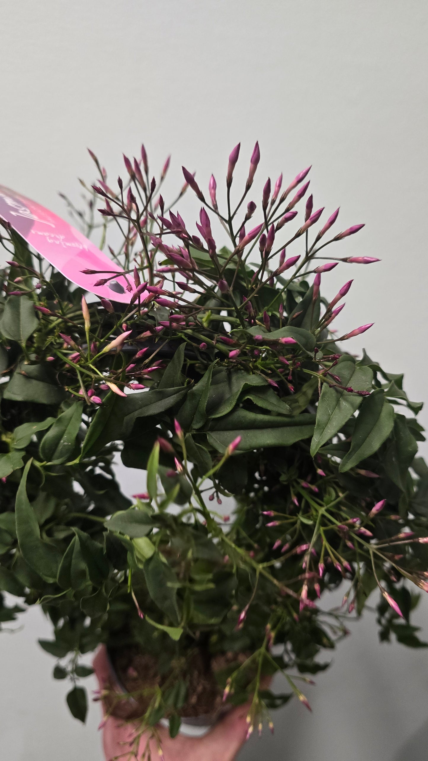 Pink Jasminoide Polyanthum