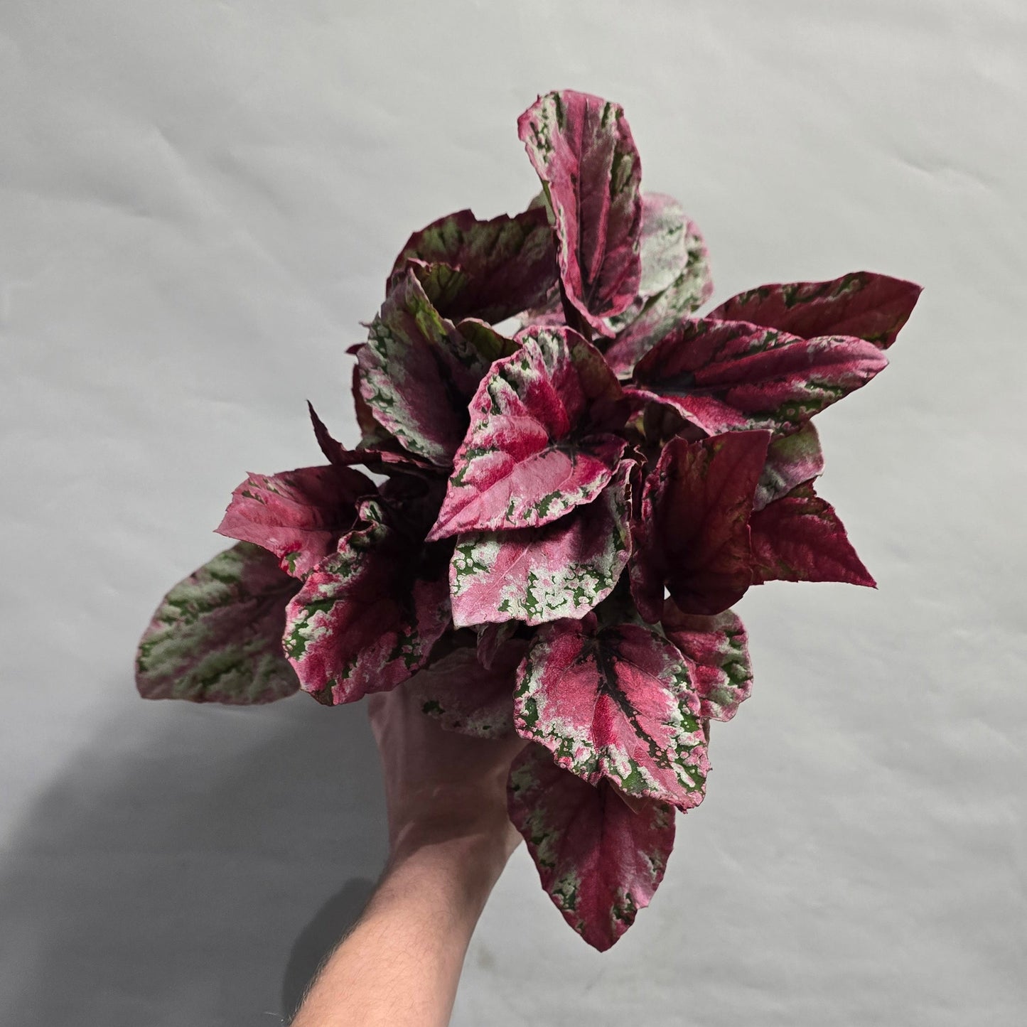 Begonia  - "rex" - Mixed Varieties