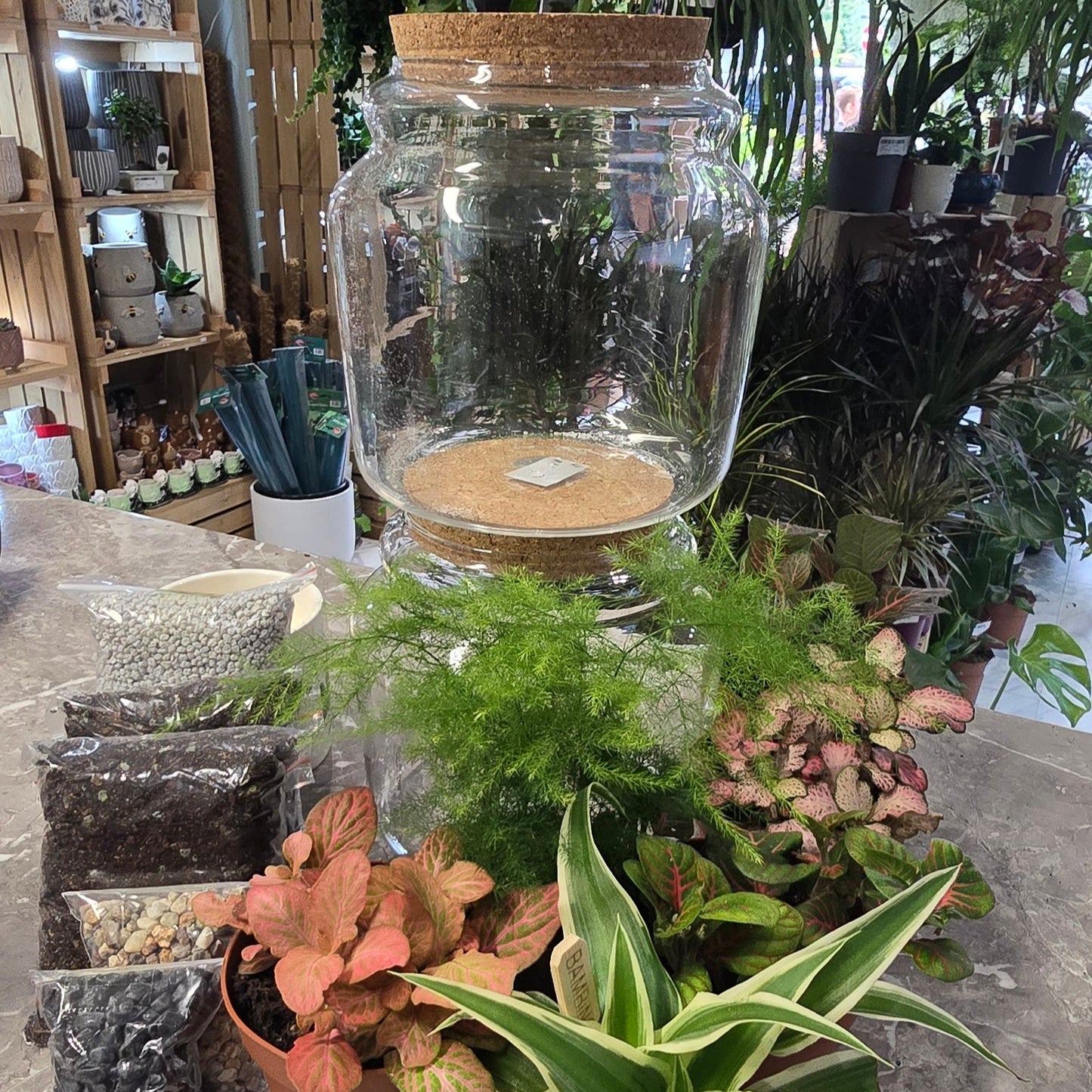 (Auction) DIY Terrarium Kit