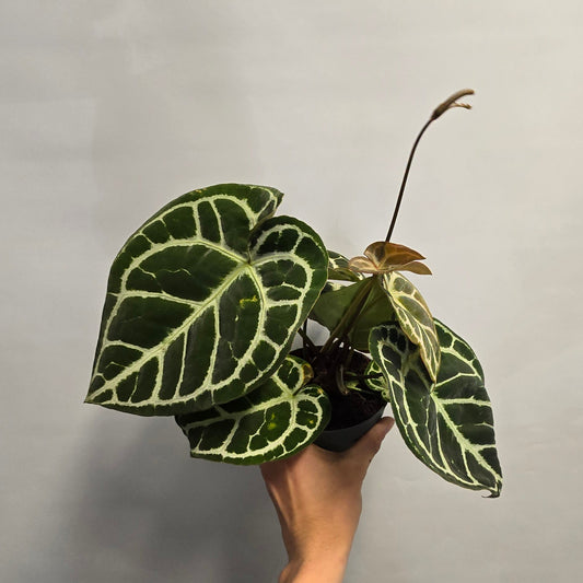 Anthurium Crystallinum  Hybrid - Karma Crystal