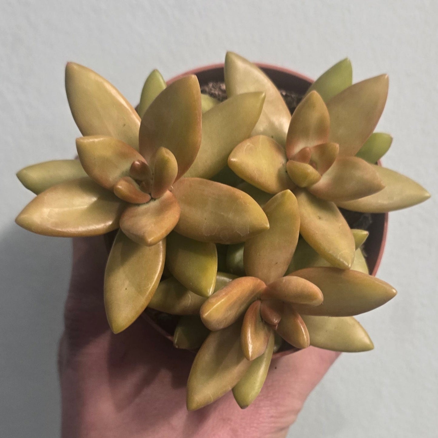 Small Sedum - Mixed