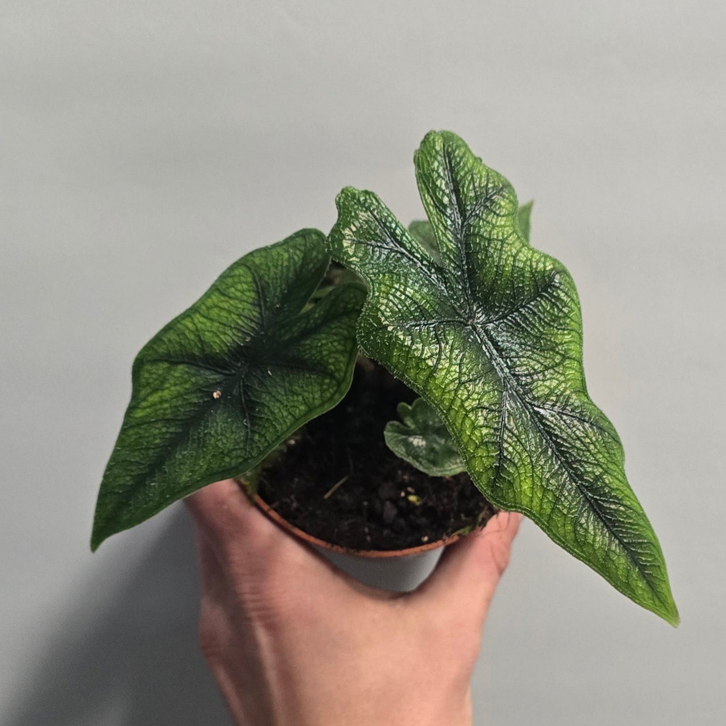 Alocasia Jacklyn