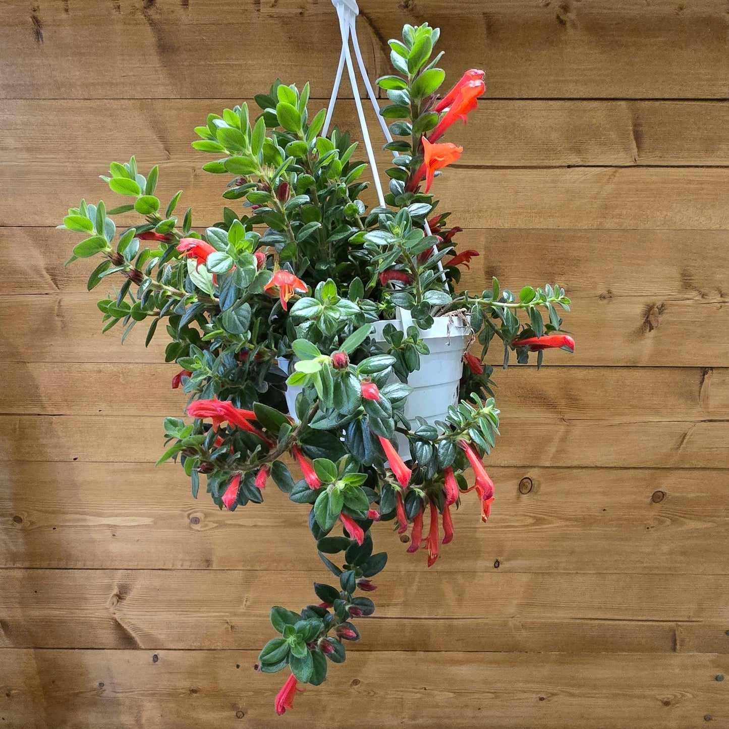 Hanging Goldfish Plant - Column Krakatau