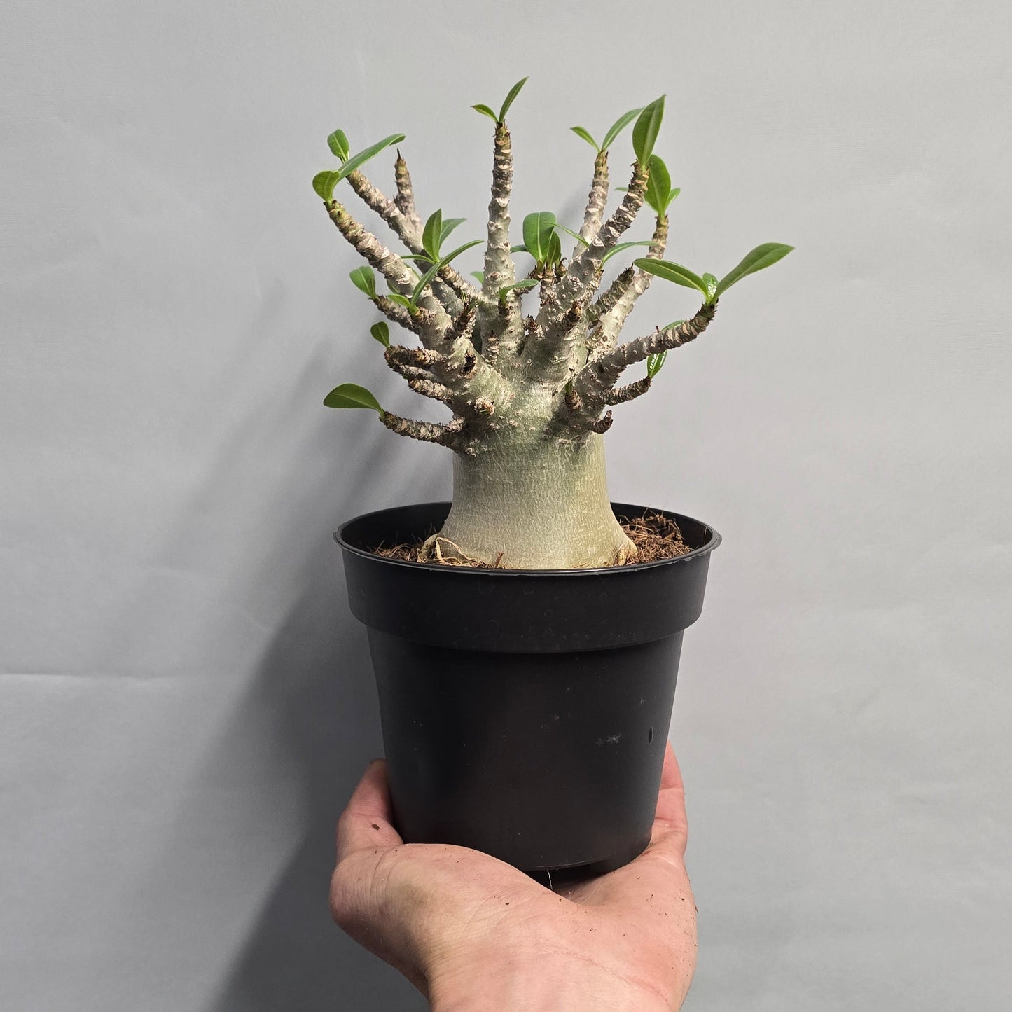 Desert Rose - Adenium 'Ansu Baobab'