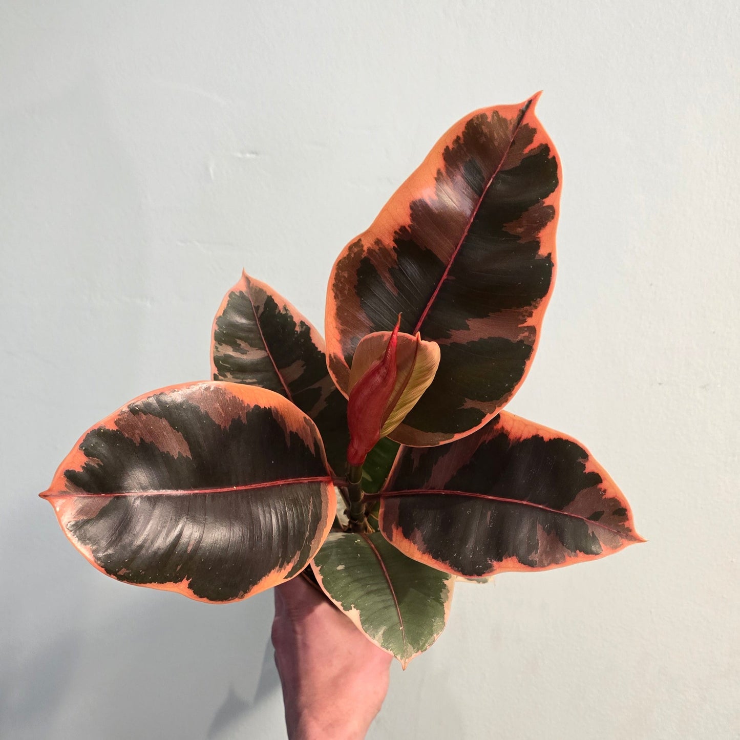 Ficus Belize Pink Rubber Plants 30-40cm