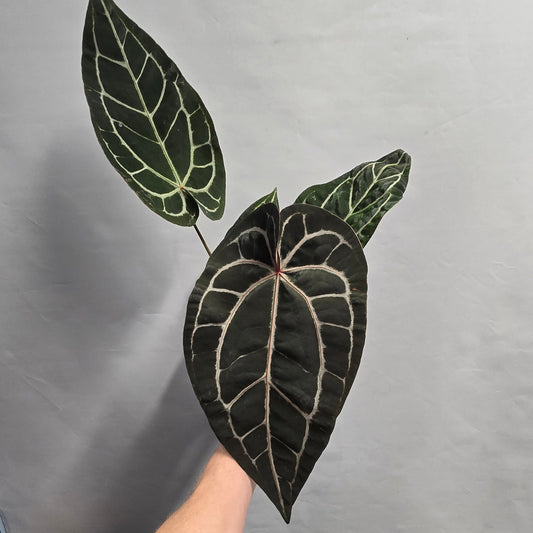 Anthurium DocBlock Zara '29' X Purple Rain '27' R