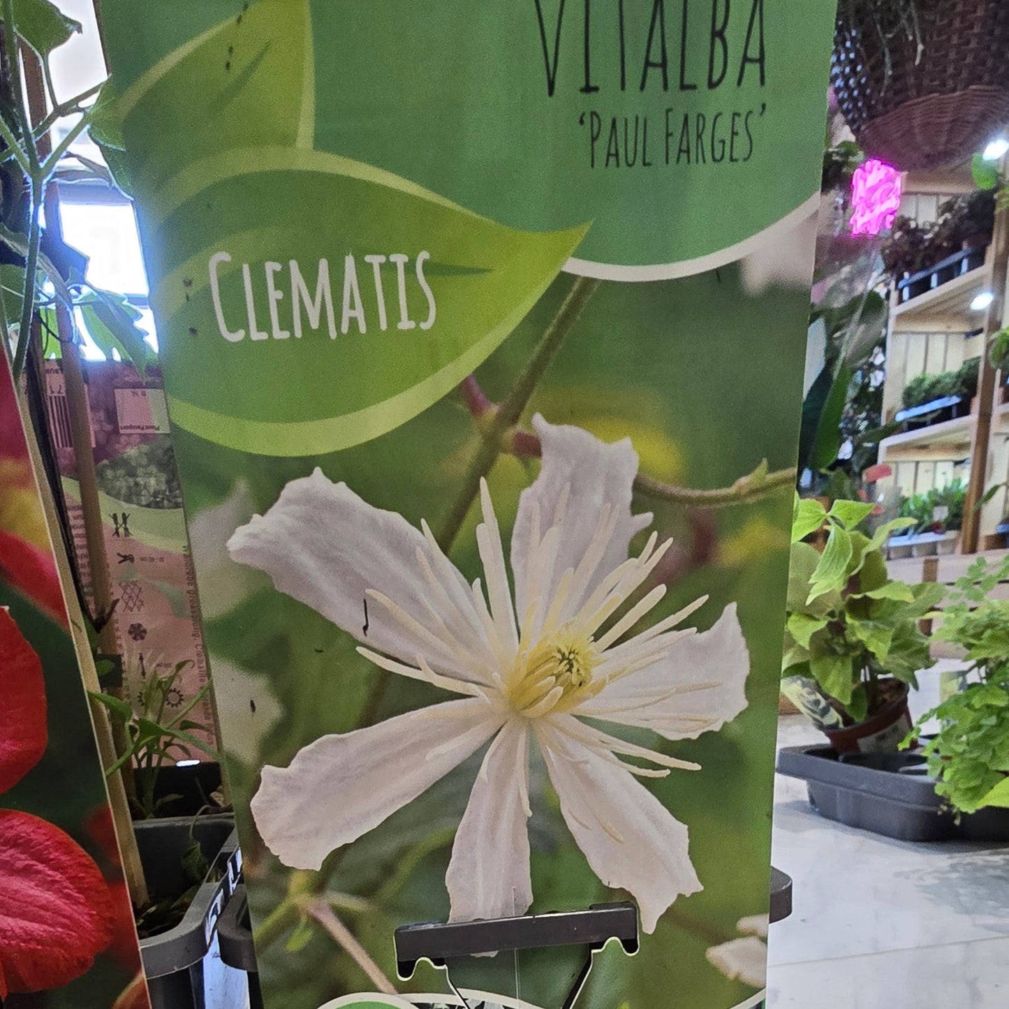 Clematis - Mixed Varieties