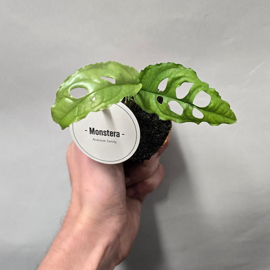 Mini - Monstera Obliqua Peru