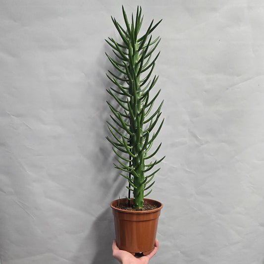 Eve's Pin - Opuntia Subulata